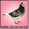 Houben 1596 Chec Pie Cock